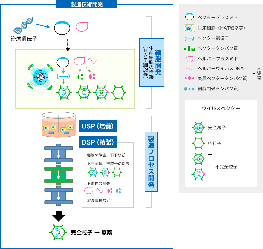 図 ウイルスベクターの製造工程 (例) 
